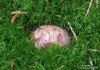 kořenovec načervenalý (Houby), Rhizopogon roseolus (Fungi)